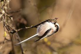 Attēlu rezultāti vaicājumam “Aegithalos caudatus adult”