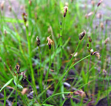Attēlu rezultāti vaicājumam “Eleocharis quinqueflora”