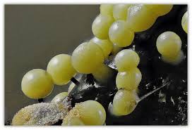 Attēlu rezultāti vaicājumam “Lamproderma arcyrioides macro”