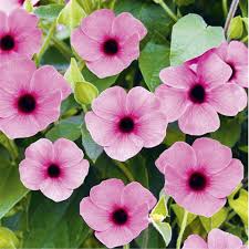 Image result for schwarzäugige Susanne