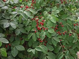 Attēlu rezultāti vaicājumam “Lonicera xylosteum fruit”