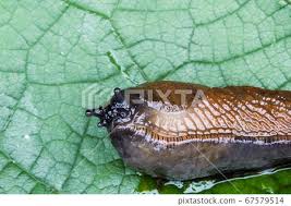 Attēlu rezultāti vaicājumam “Arion lusitanicus”