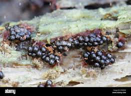 Attēlu rezultāti vaicājumam “Metatrichia vesparia”