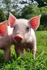 Bildresultat för pigs