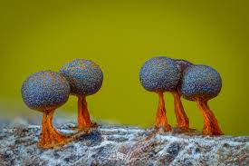 Attēlu rezultāti vaicājumam “Lamproderma debile sessile”