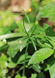 Attēlu rezultāti vaicājumam “Ranunculus auricomus leaf”