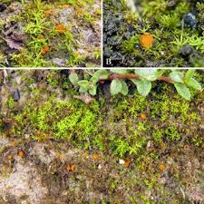 Attēlu rezultāti vaicājumam “Lamprospora tortulae-ruralis”