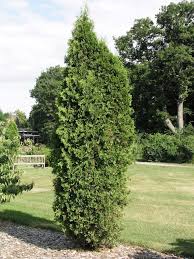 Attēlu rezultāti vaicājumam “Thuja plicata”