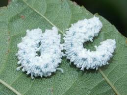 Attēlu rezultāti vaicājumam “Eriocampa ovata larva”