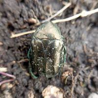 Attēlu rezultāti vaicājumam “Liocola lugubris”