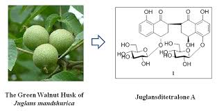 Attēlu rezultāti vaicājumam “Juglans mandshurica”