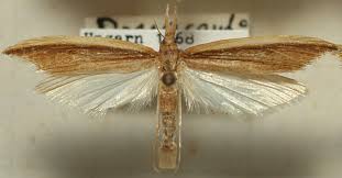 Attēlu rezultāti vaicājumam “Mucronella”