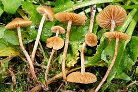 Attēlu rezultāti vaicājumam “Trichia contorta sessile”