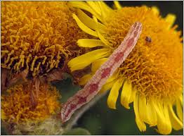 Attēlu rezultāti vaicājumam “Eupithecia satyrata”