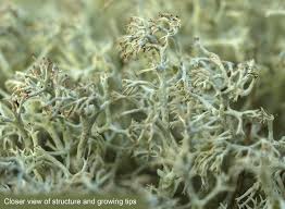 Attēlu rezultāti vaicājumam “Cladonia ciliata”