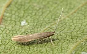 Attēlu rezultāti vaicājumam “Coleophora alticolella”