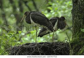 Attēlu rezultāti vaicājumam “Ciconia nigra nest”