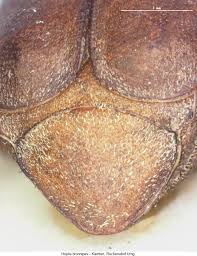 Attēlu rezultāti vaicājumam “Hoplia graminicola”