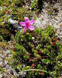 Attēlu rezultāti vaicājumam “Timmia megapolitana”