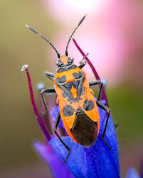 Attēlu rezultāti vaicājumam “Corizus hyoscyami”