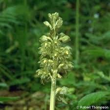 Attēlu rezultāti vaicājumam “Neottia nidus-avis fruit”