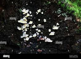 Attēlu rezultāti vaicājumam “Flaviporus citrinellus”