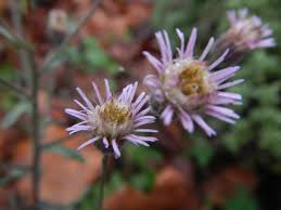 Attēlu rezultāti vaicājumam “Erigeron acris”