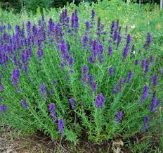 Image result for Hyssopus officinalis