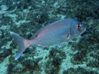 Image result for Pagrus pagrus