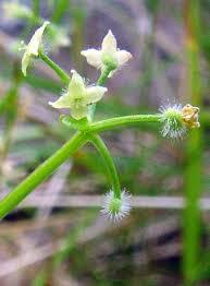 Attēlu rezultāti vaicājumam “Galium triflorum fruit”