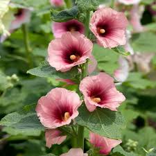 Image result for Alcea rosea