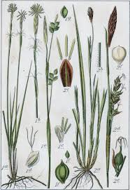 Attēlu rezultāti vaicājumam “Carex pilosa flower”