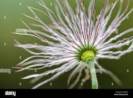 Attēlu rezultāti vaicājumam “Pulsatilla patens fruit”