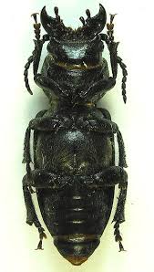 Attēlu rezultāti vaicājumam “Spondylis buprestoides”