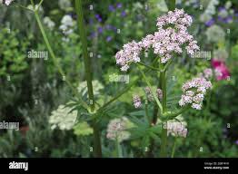Attēlu rezultāti vaicājumam “Valeriana officinalis bud”