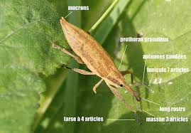 Attēlu rezultāti vaicājumam “Lixus iridis”