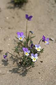 Attēlu rezultāti vaicājumam “Viola tricolor subsp. matutina flower”