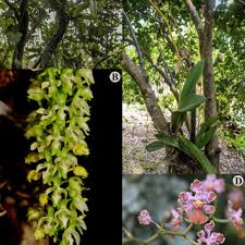 Attēlu rezultāti vaicājumam “Hammarbya paludosa fruit”