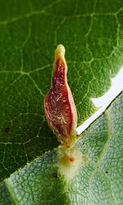 Attēlu rezultāti vaicājumam “Eriophyes tiliae”