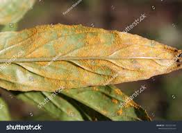 Attēlu rezultāti vaicājumam “Pucciniastrum areolatum”