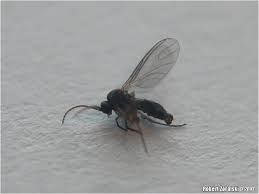 Attēlu rezultāti vaicājumam “Phronia sp.”