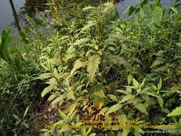 Attēlu rezultāti vaicājumam “Chenopodium acerifolium”