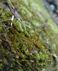 Attēlu rezultāti vaicājumam “Hygrohypnum luridum”