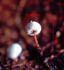 Attēlu rezultāti vaicājumam “Didymium xanthopus”