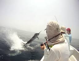 Image result for Istiompax indica