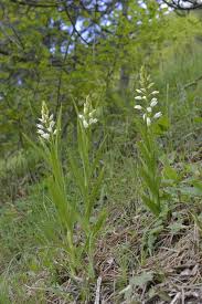 Attēlu rezultāti vaicājumam “Cephalanthera longifolia”