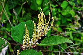 Attēlu rezultāti vaicājumam “Reynoutria sachalinensis flower”