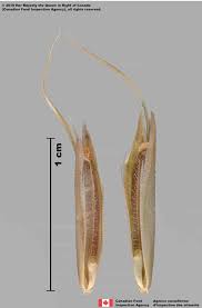 Attēlu rezultāti vaicājumam “Bromus hordeaceus subsp. hordaceus fruit”