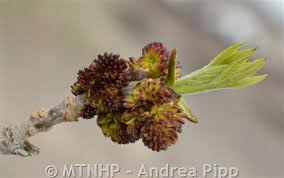 Attēlu rezultāti vaicājumam “Fraxinus pennsylvanica male flower”