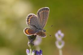 Attēlu rezultāti vaicājumam “Plebejus argus”